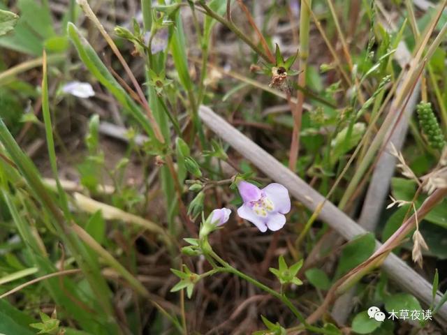 那些四月里开出绚烂花儿的野生植物们，四月有什么花开花