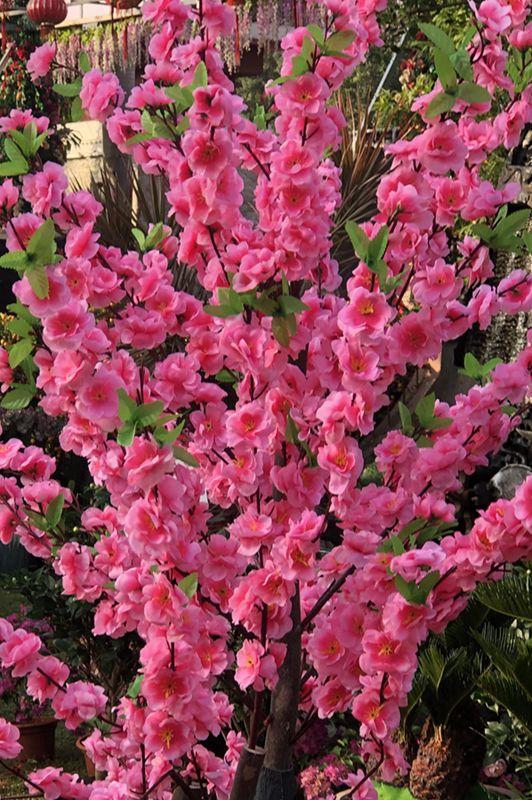 麒麟花的寓意是什么，客厅摆放麒麟的图片（海南迎春花市年味渐浓）