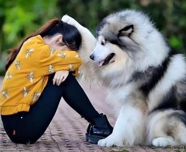 皇家狗粮官方网站，“大型犬”狗粮排名前十的品牌（皇家狗粮生产厂家）