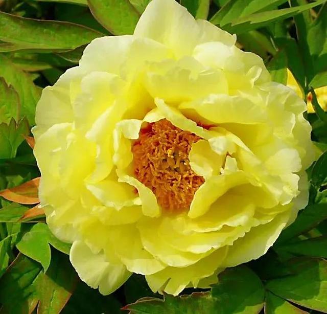 牡丹有哪些品种，牡丹有哪些品种(要名称)（精美绝伦的牡丹花十大品种图片欣赏）