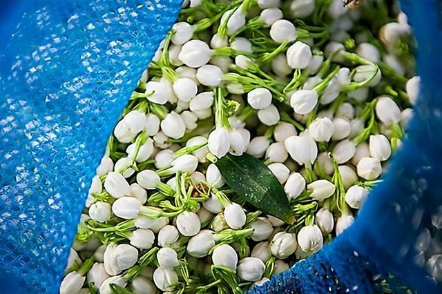 香片属于什么茶，香片是什么（100斤茶配40斤花）