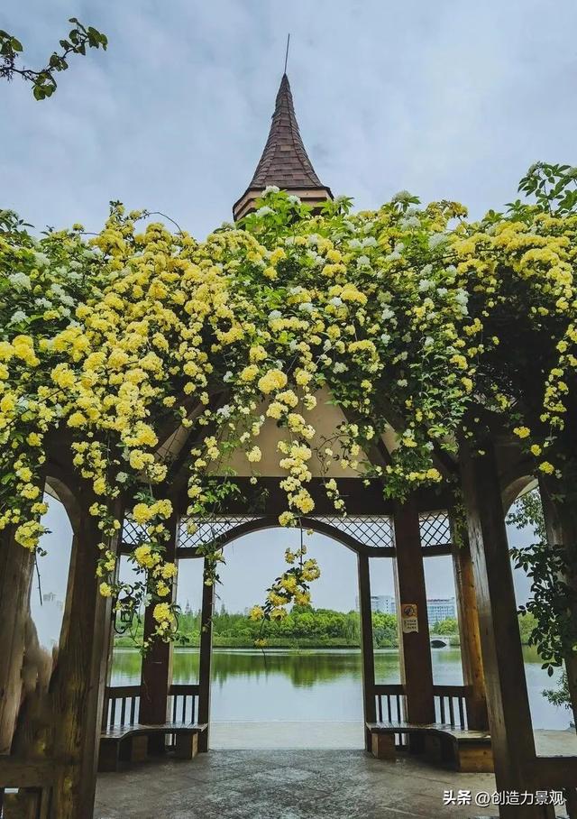 木香花是什么，木香花是什么样子的（美色不逊月季的爬藤植物——木香花）