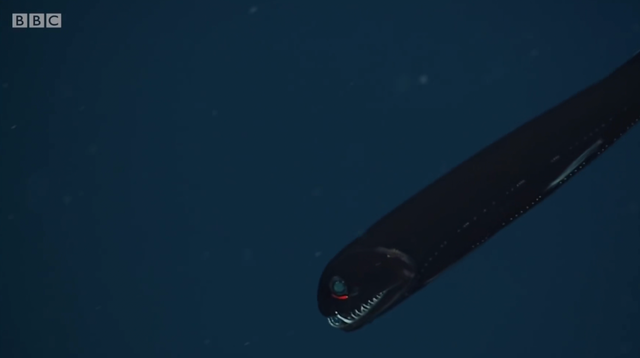 世界上最深的海峡，世界上最深的海峡是什么（你能坚持看到第几层）