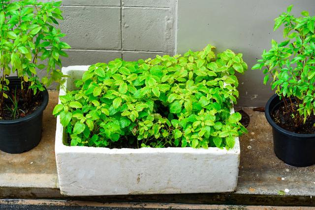 楼顶种菜的箱子和架子，楼顶上怎样搭菜架子（泡沫箱子到底是何成分）