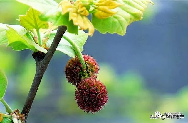 像小铃铛一样的干果，和铃铛一样的果子（悬铃木开花，你见过吗）