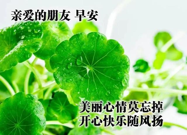 我今天为你祝福，我今天为你祝福歌词（感恩有你早晨问候祝福语）
