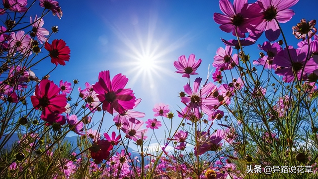 格桑花是什么花，格桑花有哪些特性（秋英、翠菊、金露梅到底是哪种花）