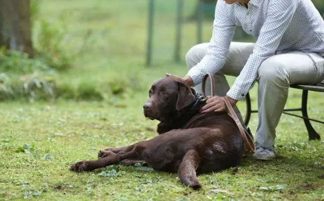 拉布拉多犬摸它哪里它会生气，拉布拉多摸她的时候老是咬我（狗喜欢主人在哪里抚摸它们）