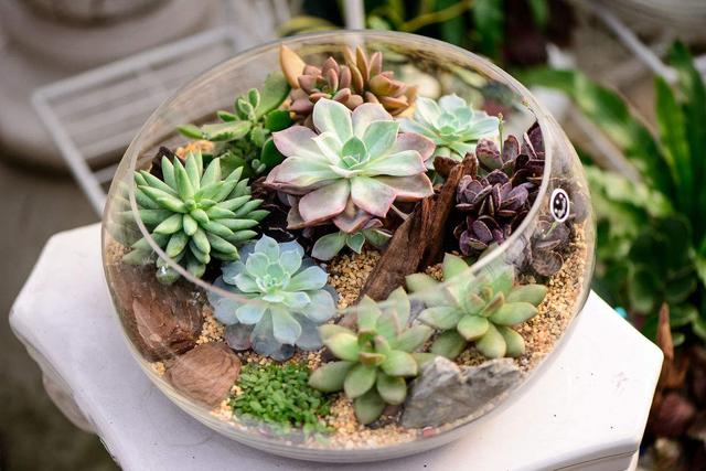 多肉要浇水吗，多肉多长时间浇一次水（养多肉浇水的6点“黄金法则”）