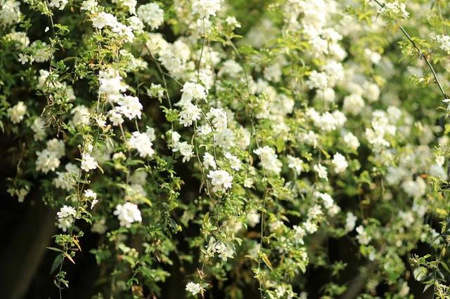 七叶子的功效与作用，菊三七叶子的功效与作用（春到嘉州 ， 蔷薇花开七里香）