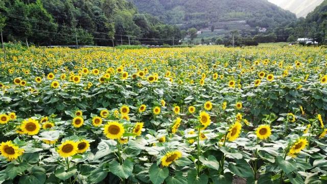 汉中旅游景点排名推荐，汉中旅游景点大全排名榜（在汉中一年四季可以这样玩 →）