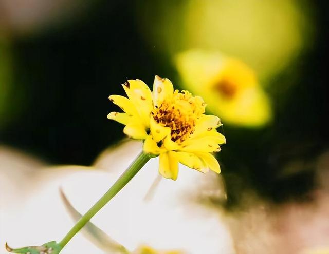 亲情指的是什么呢，亲情指的是什么呢英文（人到晚年才懂：什么是亲情）