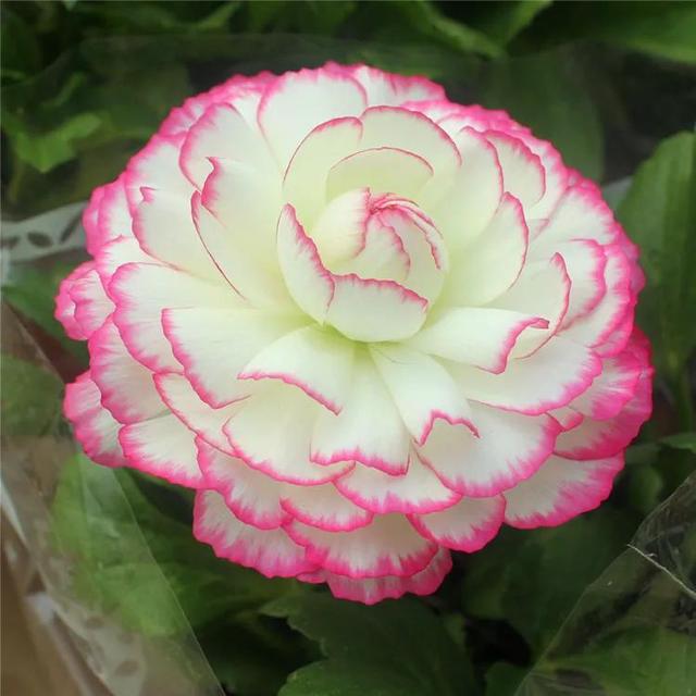 牡丹有哪些品种,牡丹有哪些品种(要名称)(精美绝伦的牡丹花十大品种