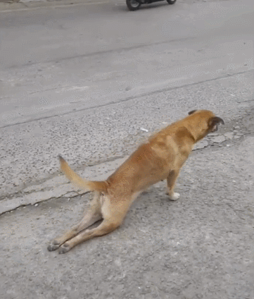 2. shes a lucky dog.