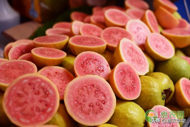 芭乐的正确食用方法，番石榴维生素c含量是多少