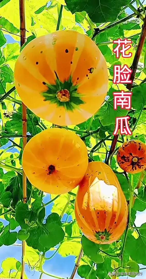 四个季节各有什么水果和蔬菜，四个季节各有什么水果和蔬菜和水果（60张水果蔬菜壁纸美图）