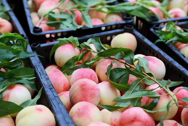 桃子一天吃几个最好，桃子一天吃几个最好吃（但要牢记6个禁忌）