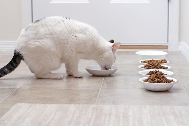 超简单的自制猫饭，幼猫饭自制（宠物托运知识，自制猫饭）