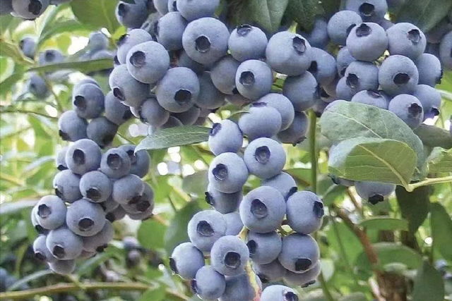 都柿和蓝莓的区别,都柿和蓝莓是一种水果吗(美国蓝莓"空降"上海)