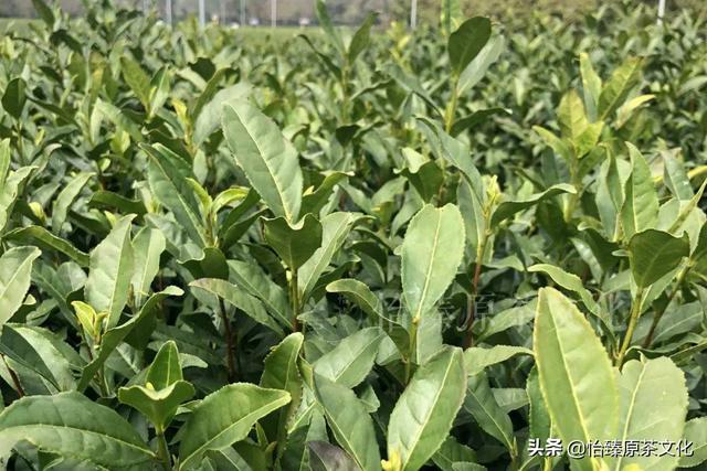 龙井茶原产地是哪里，龙井茶国标等级、狮峰群体、梅家坞龙井43等