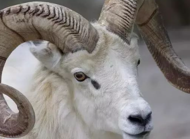 母老虎是什么意思，母老虎的意思（俗语说“女子三不娶）