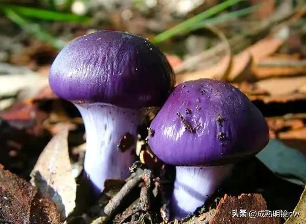 世界上最漂亮的蘑菇，世界上最漂亮的蘑菇是什么（精华总伴日风来。美丽的蘑菇）