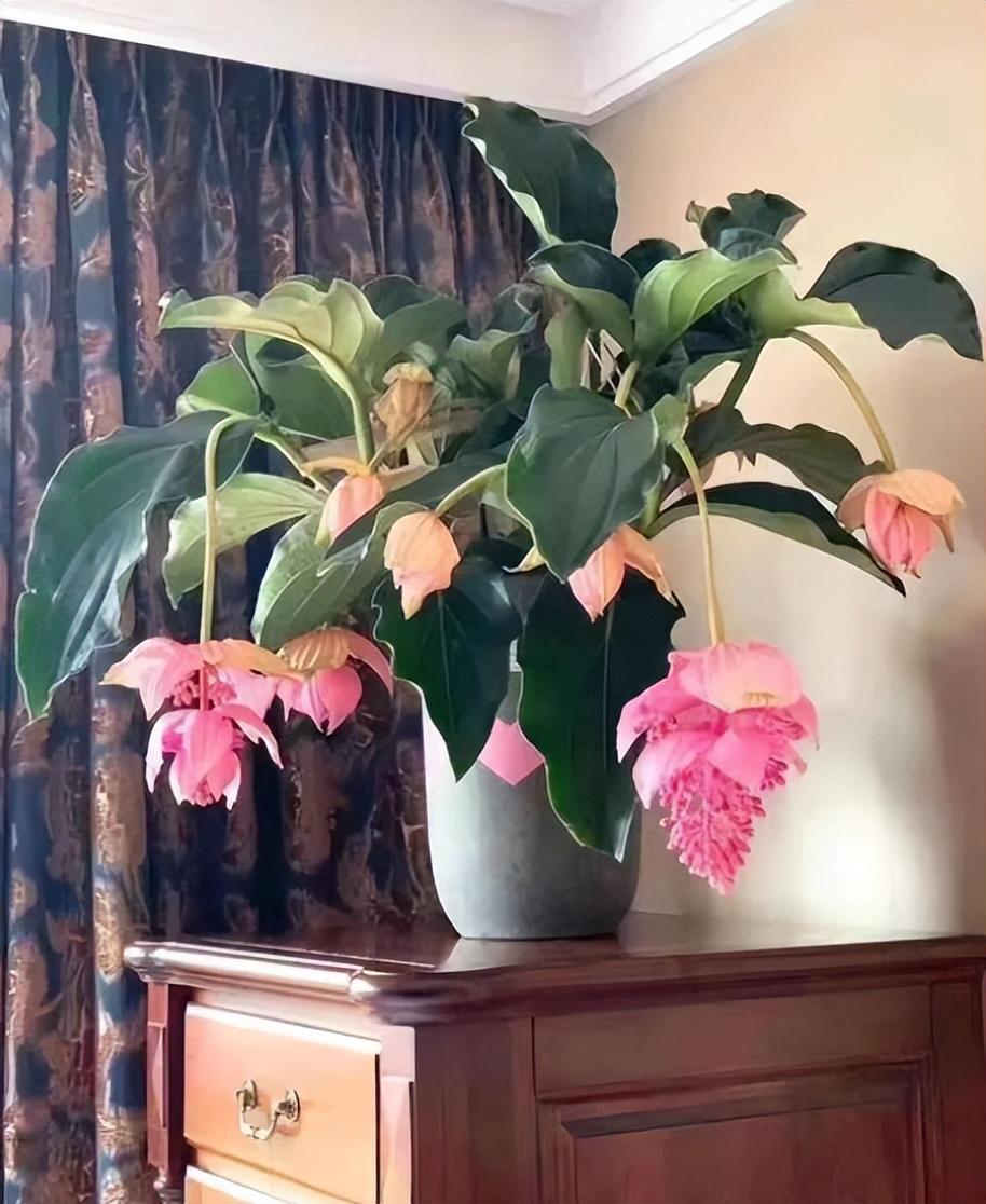 象征高贵的花，清冷而高贵的花（养在家里气质不凡）