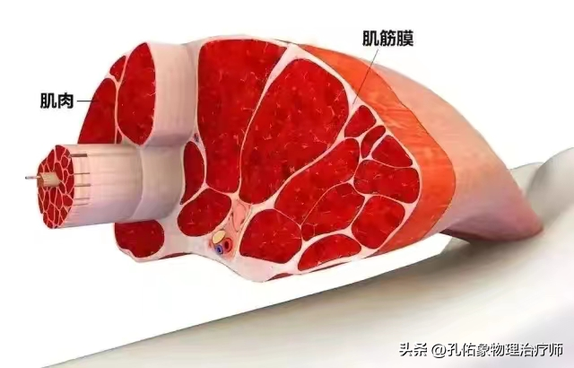 背部疼痛是什么病的前兆，背痛是什么病的前兆吗（不出意外，是筋膜炎）