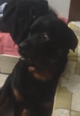 黑色狗的品种(纯黑色的小型犬都有哪些)