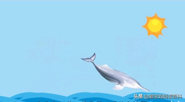 什么叫哺乳动物，什么叫哺乳动物怎么听一遍啊（<二十一>——强大的哺乳动物）