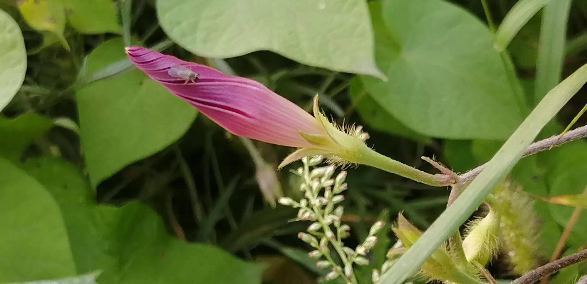 牵牛花图片大全，牵牛花品种大全（与君共赏牵牛花美图大全）