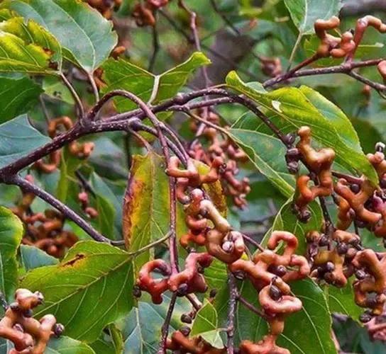 清明节山上的野果，端午节山上的野果（80后90后吃过几种）