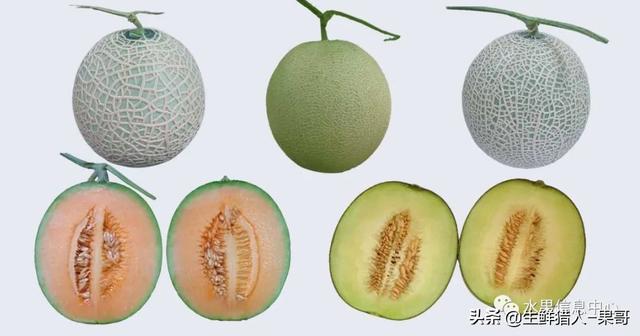 绿色的哈密瓜叫什么，绿色的哈密瓜叫什么名字（哈密瓜、蜜瓜、网纹瓜、香瓜、羊角蜜傻傻分不清）