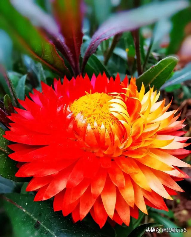 铁树开花的方法，铁树开花的方法有哪些（铁树开花了，也有芬芳的一天）