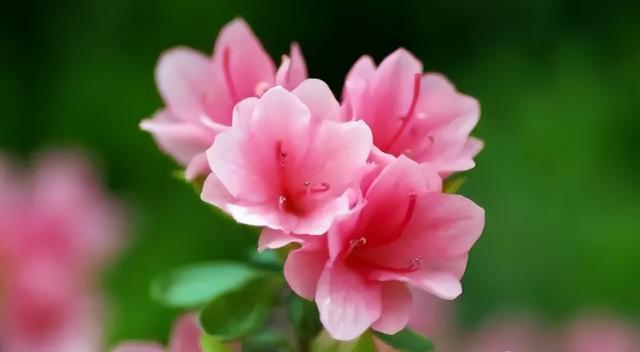 梅花象征什么，梅花象征什么青松象征什么雪花象征什么（中国十大名花排行榜）