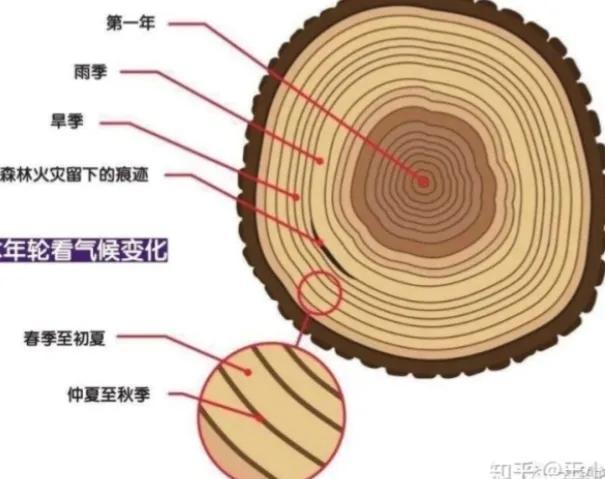 什么是植物，什么是植物染发（简单来认识植物）