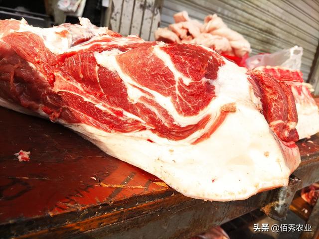 猪价年底会涨价吗，贺州市今日生猪价格多少钱（这次猪头大涨的原因是什么）