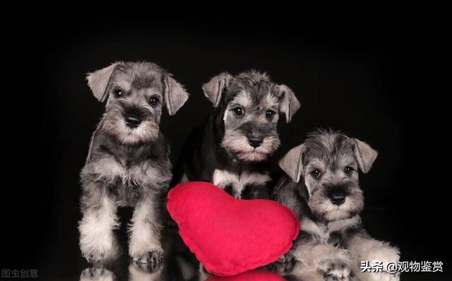 狗的品种大全，无尾狗的品种大全（而狗的分类方法也有很多种）