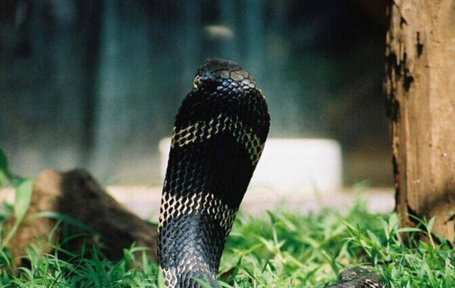 麝香的营养价值，麝香具有什么功效（价值贵重的5种生物体液盘点）