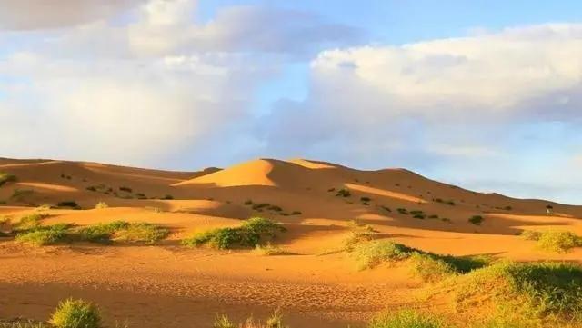 贵阳市花是什么花，贵阳市市花为什么是兰花（贵阳惊现“恶魔之花”）