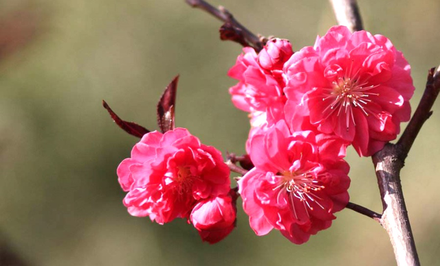 桃花開花時間,桂花開花時間(想3秒內分辨桃花,櫻花,杏花,梅花,梨花