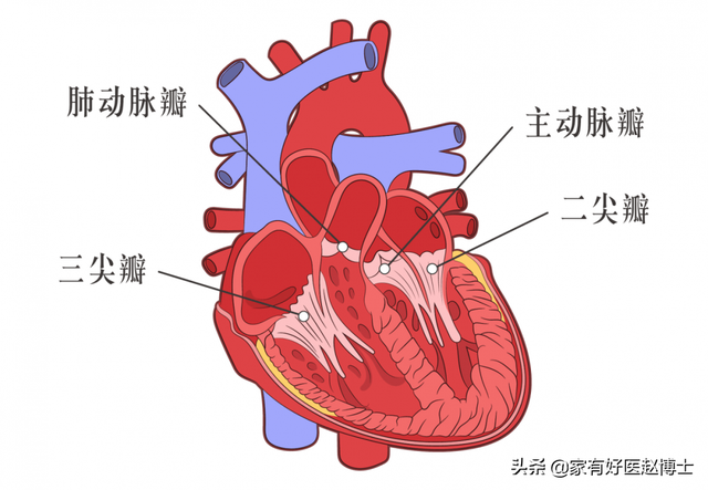 主动脉瓣轻度反流说明什么，主动脉瓣反流少量是啥意思（左室舒张功能减退、瓣膜轻度反流）