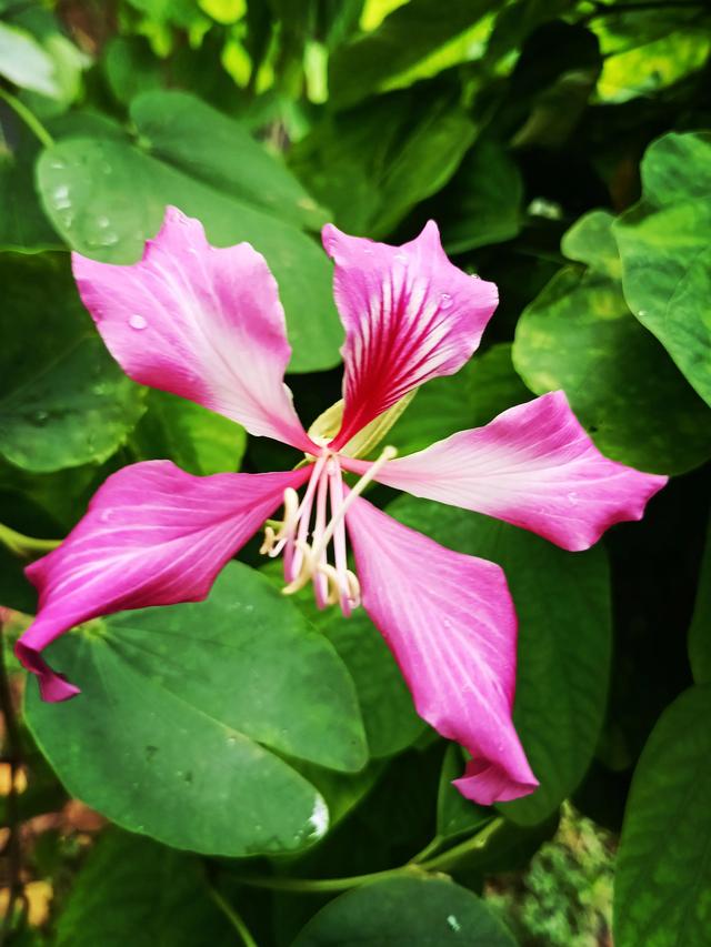 紫荆花代表什么，紫荆花代表什么精神（紫荆花的花语是亲情）