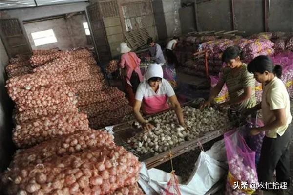 大蒜价格表今日价格，今年的大蒜行情怎么样（大蒜半个月涨4毛）