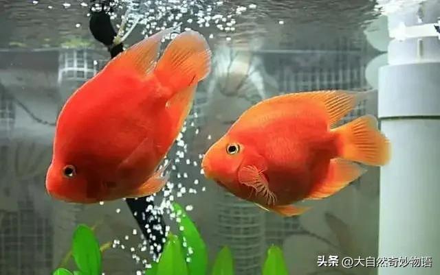 鹦哥鱼的品种介绍-鹦哥鱼是怎样的，鹦哥鱼 种类（鹦鹉鱼：鱼中可爱多）