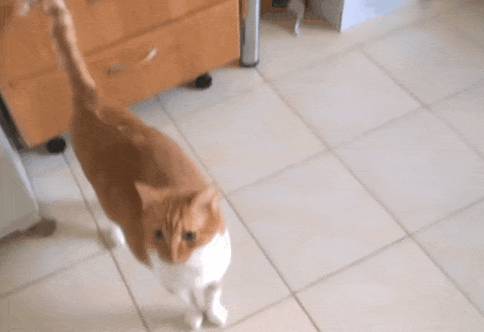 猫尾巴竖起来什么意思，猫的尾巴代表着什么意思（猫咪“尾巴”会说话）