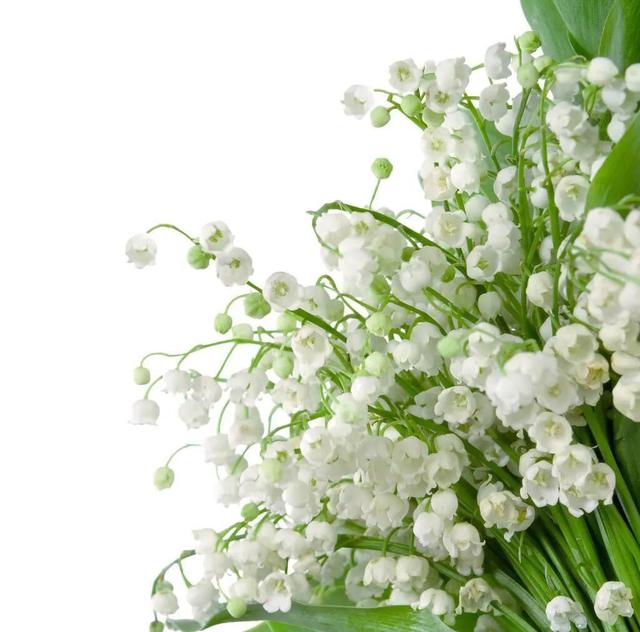 风铃草和铃兰花的区别有哪些，风铃草和风铃花的区别（是一种娇小可爱的观赏花卉）