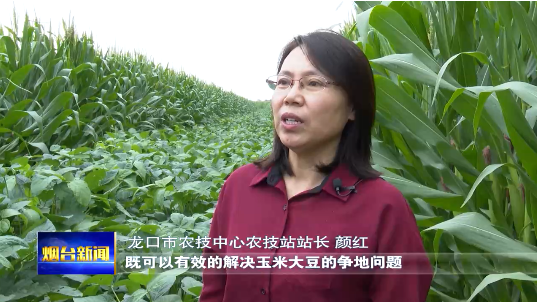 新型方法种植玉米，新型方法种植玉米种子（玉米大豆带状复合种植新技术助力“一田双收”）