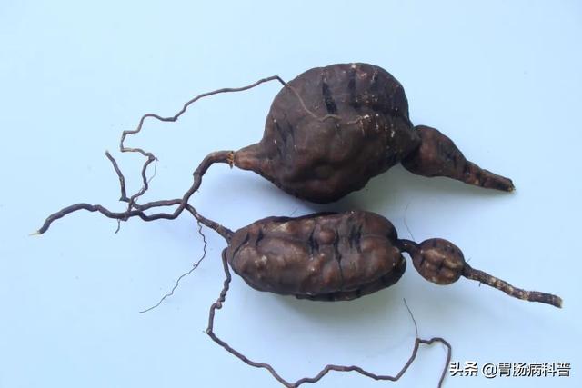 曼陀罗花的图片，曼陀罗花是什么（301味中药材的原植物彩色图谱）