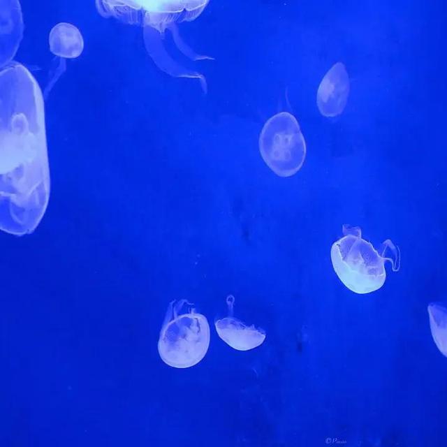 克莱因蓝代表什么寓意，克莱因蓝（或许你也会喜欢克莱因蓝）